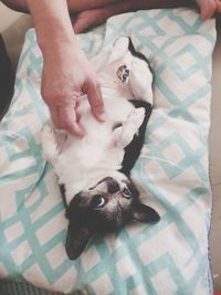 High angle view of dog lying on bed