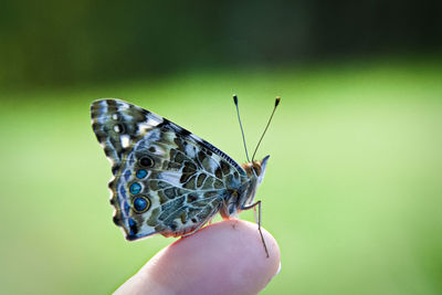 Close-up of butterfly on hand