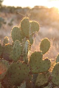 Close-up of prickly pear cactus