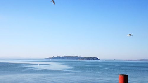 Seagull flying over sea against clear sky