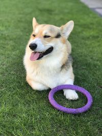 Dog looking away on field