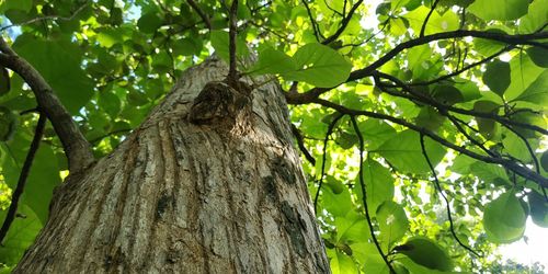 Low angle view of tree