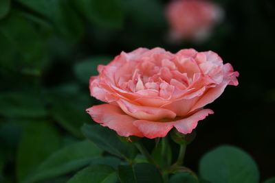 Close-up of pink rose