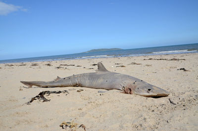 Dead fish lying on shore