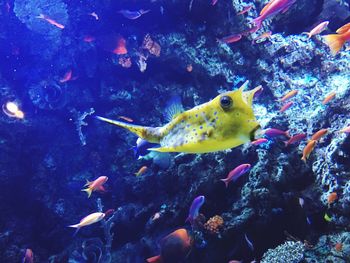 Fish swimming in sea