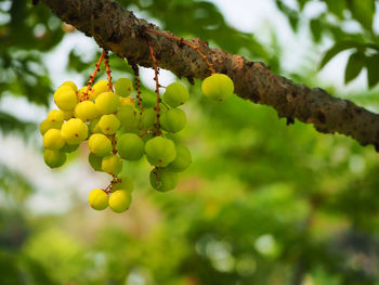 Close-up of fruits growing on tree