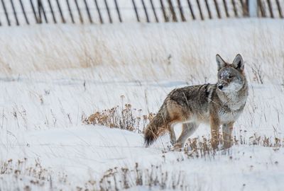 View of dog on snow covered land