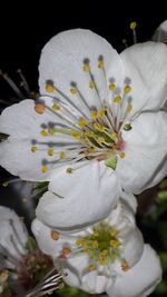 Close-up of white flowers