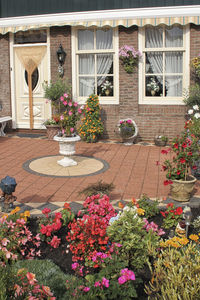 Potted plants in yard