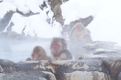 Monkeys in hot springs.