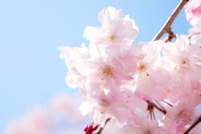 Close-up of pink cherry blossoms against sky