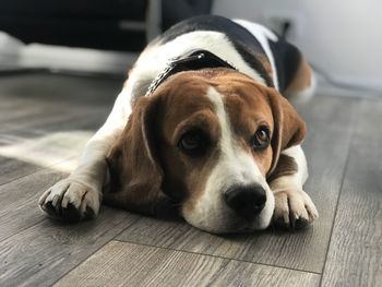 Close-up portrait of dog lying on floor