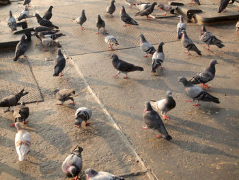 High angle view of pigeons on road