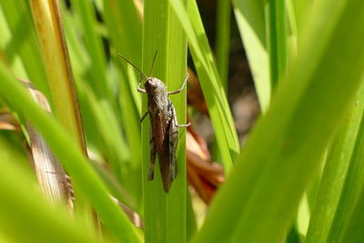 Close-up of insect on grass