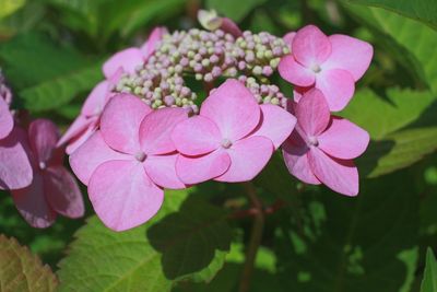 Close-up of pink flowering plant