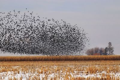 Numeration of birds over a cornfield against sky