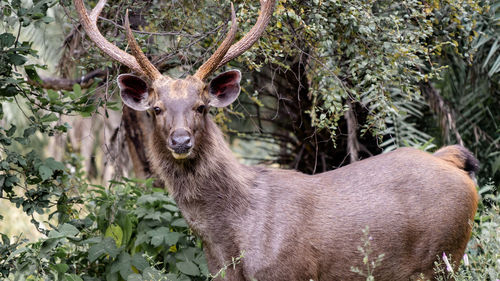 Portrait of deer in forest