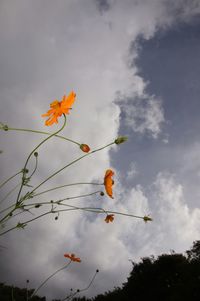 Low angle view of flowers against cloudy sky