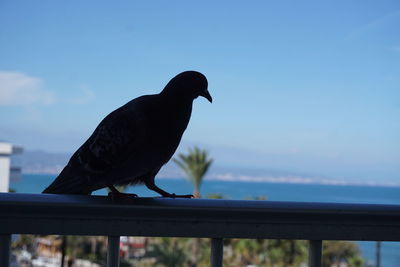 Bird perching on railing against sky
