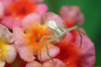 Close-up of red flower