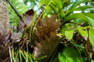 Close-up of lizard on plant