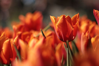 Close-up of flowers blooming outdoors