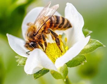 Close-up of bee on flower