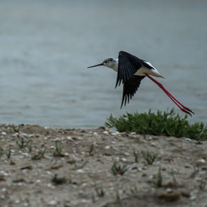 View of a bird flying