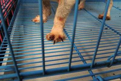 Cropped image of dog in cage
