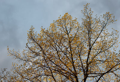 Low angle view of tree against sky