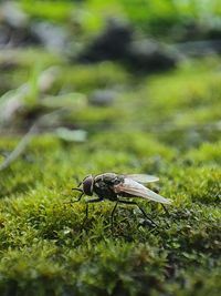 Close-up of insect on plant