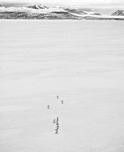High angle view of birds on frozen landscape