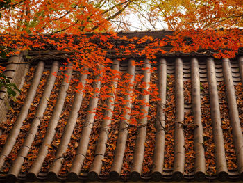 Panoramic view of trees in temple during autumn