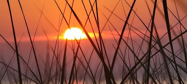 Close-up of stalks against sunset sky