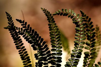Close-up of cactus plant