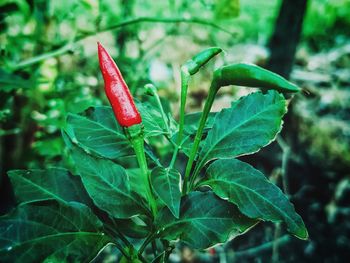Close-up of red chili peppers on plant