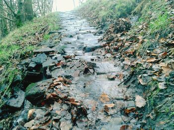 Stream in forest