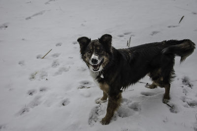 Dog running on snow field