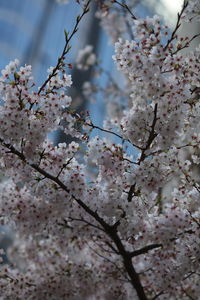 Low angle view of cherry blossom