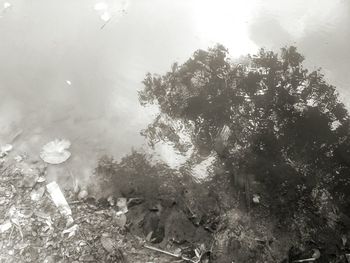 Reflection of trees in pond