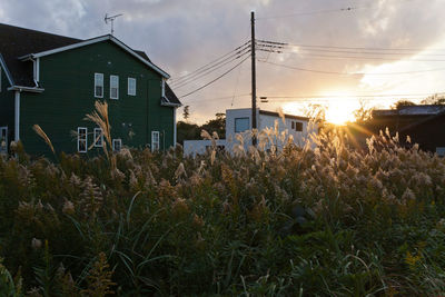 Plants and houses against sky during sunset