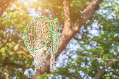 Low angle view of leaf hanging on tree