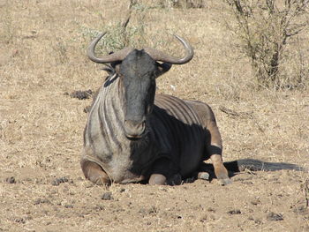View of wildebeest on field