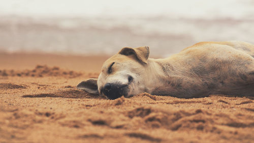 View of an animal lying on sand