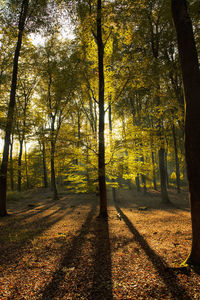 Back lit trees in forest