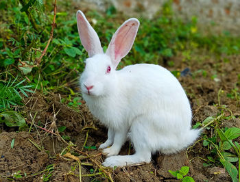 Close-up of a rabbit on field