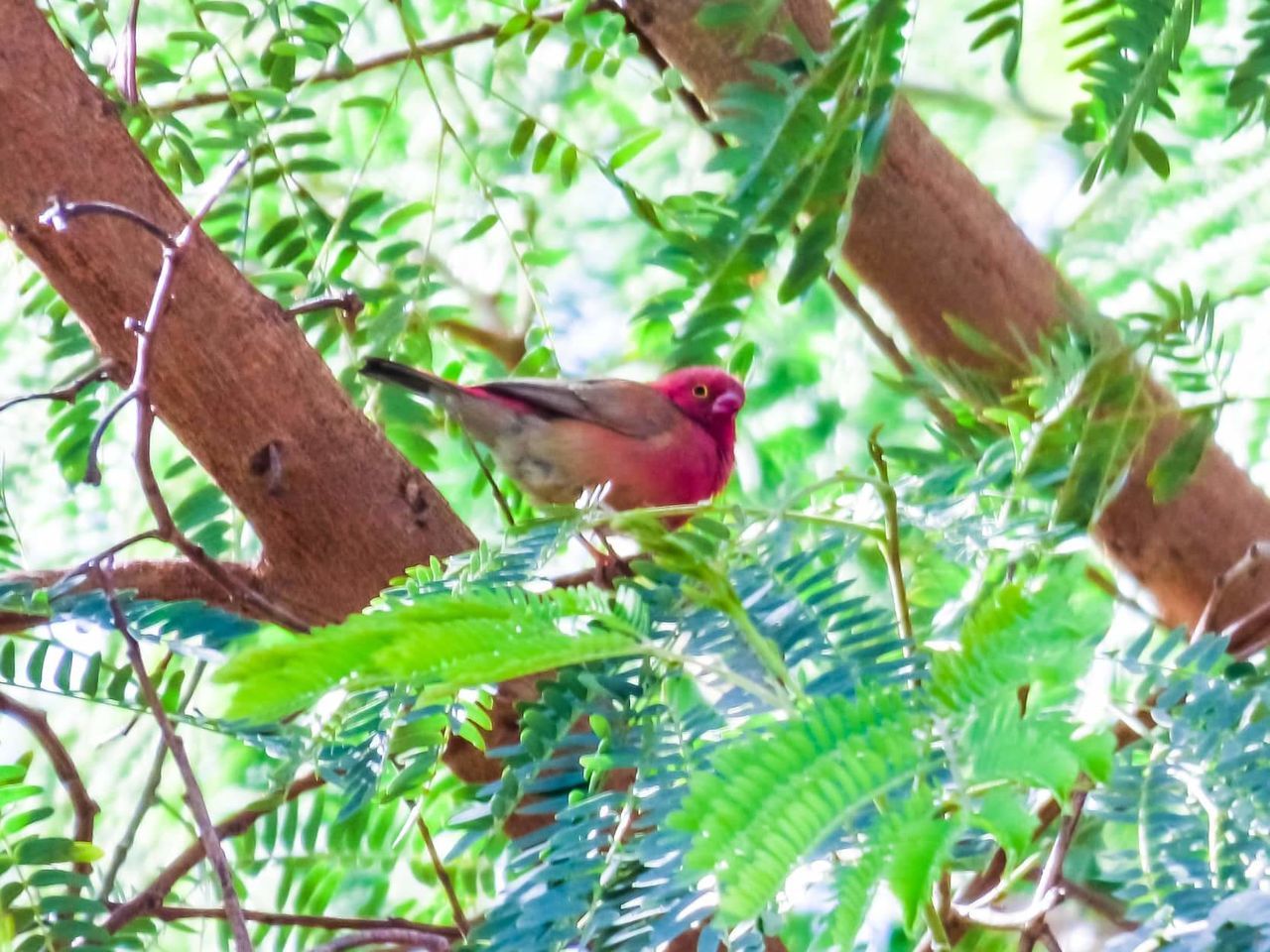 vertebrate, animal themes, bird, animal, tree, animal wildlife, plant, animals in the wild, leaf, plant part, branch, perching, green color, day, no people, nature, growth, one animal, low angle view, outdoors