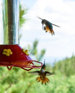 Close-up of bird flying over feeder
