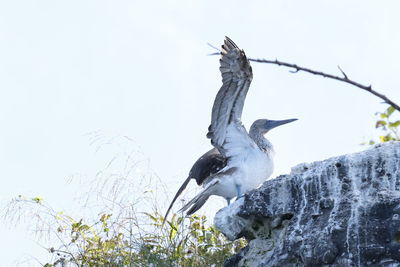 Low angle view of bird perching against sky