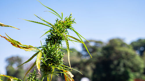 Low angle view of plant against sky